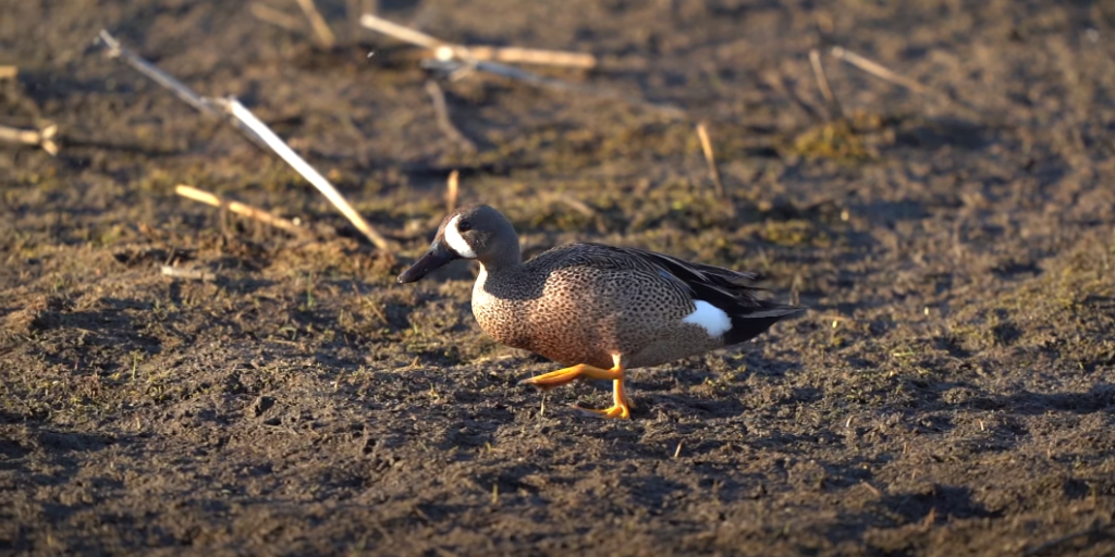 What Types of Shotgun Pellets Are Allowed for Waterfowl Hunting in The U.S Answer