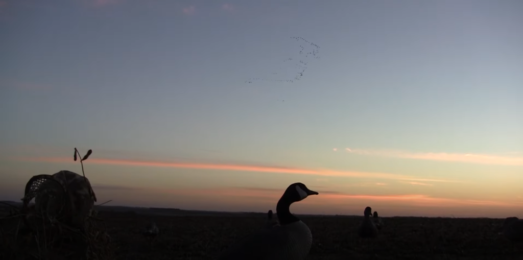 Why Lead Shots Are Not Allowed for Waterfowl Hunting in The U.S