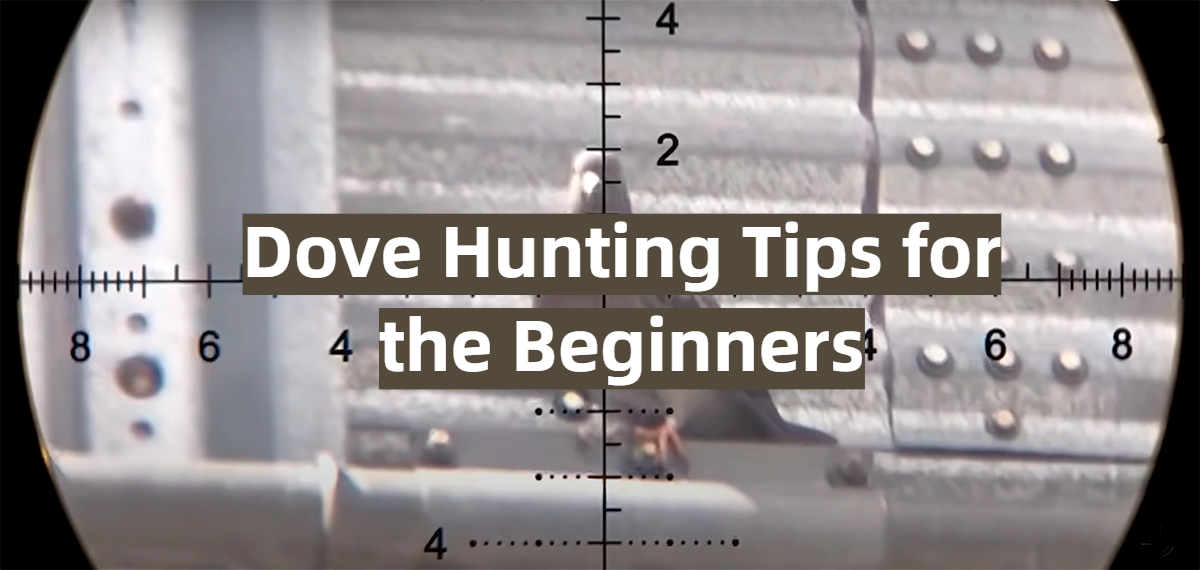Dove Hunting Tips for the Beginners