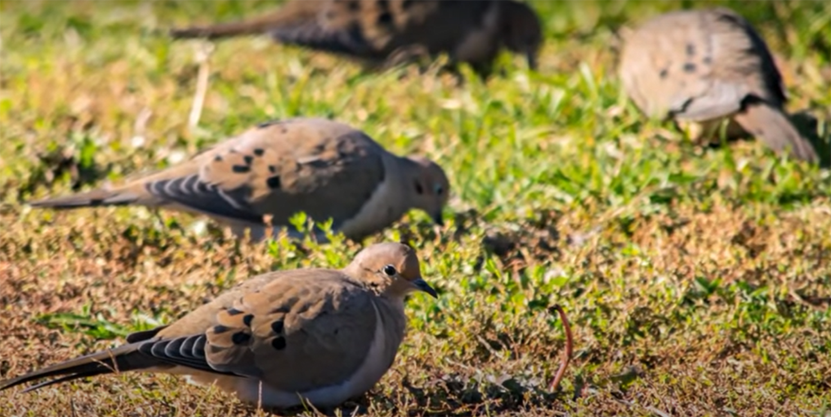 Habitat and Behavior