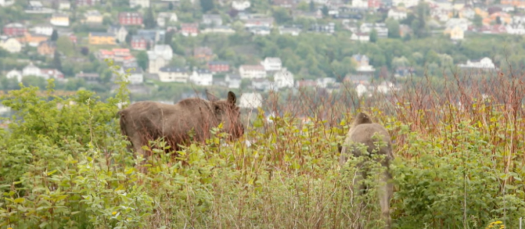 Hunting Benefits All Wildlife